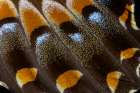 USA, Washington State, Sammamish. Swallowtail butterfly wing detail Art Print